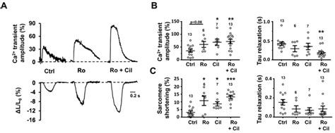 Effect Of Pde3 Or Pde4 Inhibition On Ec Coupling In Apvms A