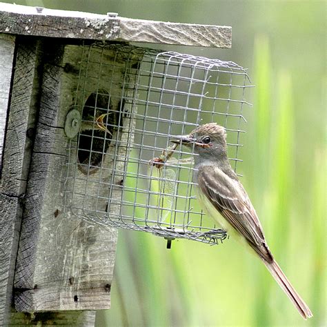 NestWatch | Flycatcher nests - NestWatch