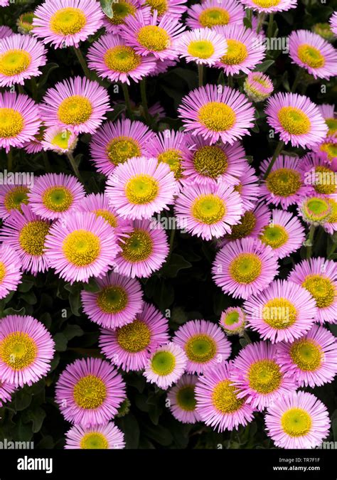 Pink Daisy Fleabane