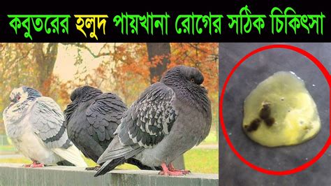 কবুতরের সবুজ পায়খানা চুনা পায়খানা হলুদ পায়খানা ও আমাশয় রোগের চিকি