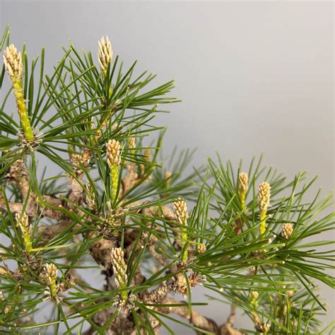 Pinus Thunbergii