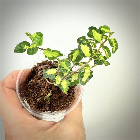 ficus pumila tricolor Wishes - exoticplantshop.org
