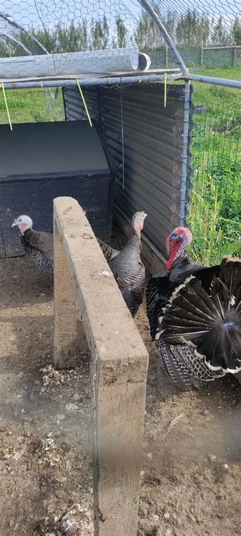 Vende Se Aves De Quinta Atouguia Da Baleia Olx Portugal