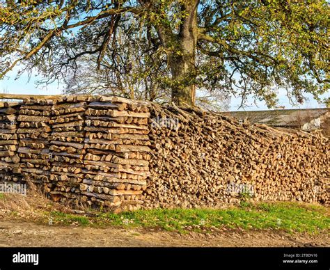 Large Stack Of Oak Branches And Split Logs For Domestic Fuel Sud