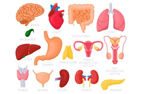 Human internal organs. Cartoon human organs, heart, liver, stomach By ...