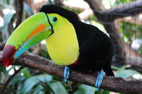 images toucan bird nature animal colorful exotic tropical