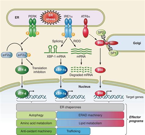 The Unfolded Protein Response And Cellular Senescence A Review In The