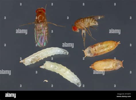 Vinegar Fly Fruit Fly Drosophila Melanogaster All Life Stages Egg Larvae Pupa And Adult