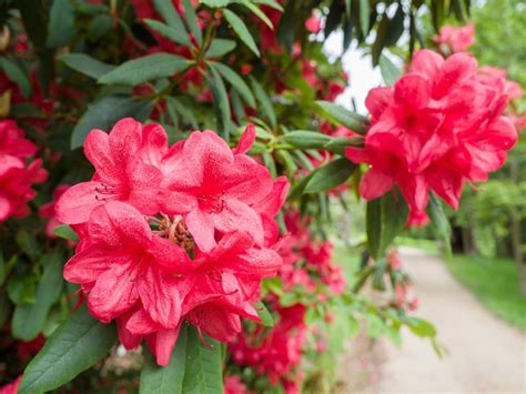 Rododendro Caracter Sticas Cuidados Historia