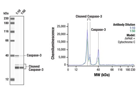 Caspase Antibody Cell Signaling Technology