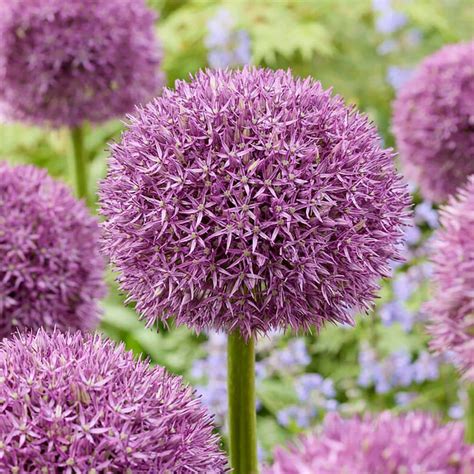 Garden State Bulb Cm Purple Globemaster Giant Allium Flower Bulbs