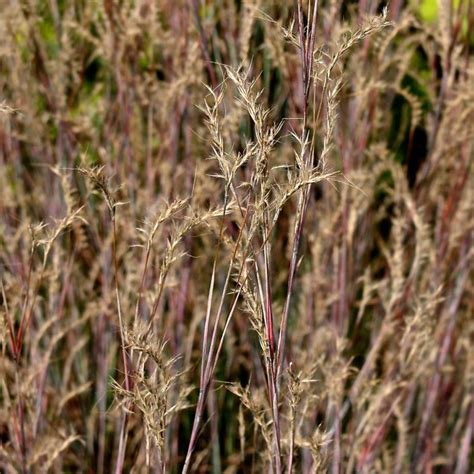 Schizachyrium scoparium (Little Bluestem)