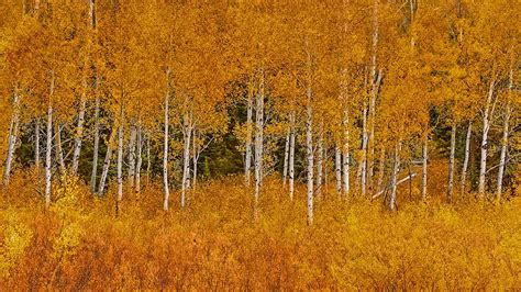 Autumn Aspens In Grand Teton National Park Wyoming Bing Gallery