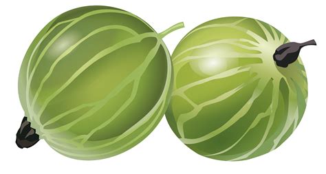 Крыжовник ПНГ на Прозрачном Фоне • Скачать PNG Крыжовник