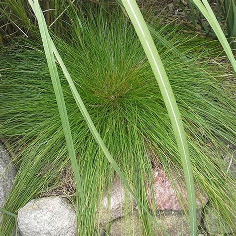 Festuca glauca ‘Golden Toupee’ – Szkółka Roślin Ozdobnych Niemczyk