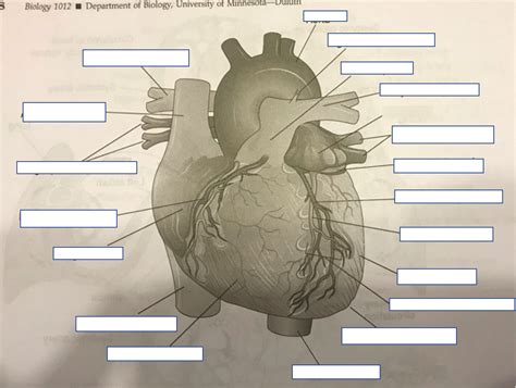 Fetal Pig Heart Labeled Diagram