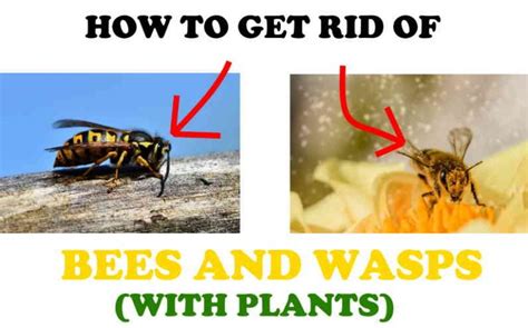 14 Plants That Repel Bees And Wasps With Proof BugWiz