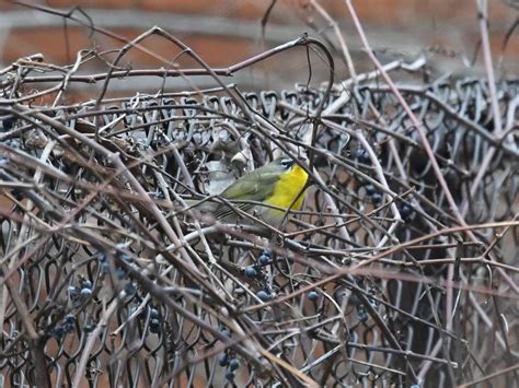 eBird Québec Checklist 6 Jan 2024 Parc de l Aqueduc 6 species