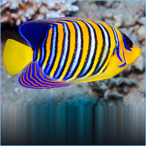 Sumatra Regal Angelfish Pete S Aquariums Fish