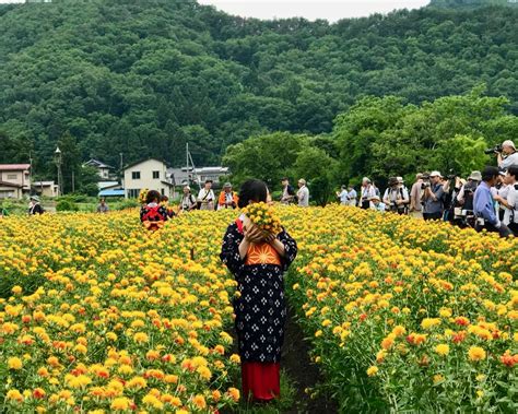 日本遺産認定！「山形紅花まつり」紅花娘写真撮影会に参加しよう 山形県 トラベルjp 旅行ガイド