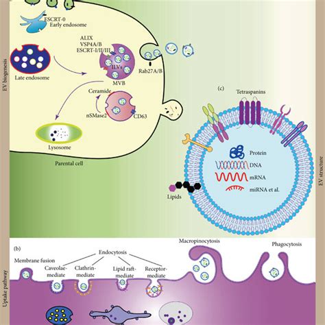 Biogenesis Composition And Uptake Pathway Of Exosomes A Exosomes