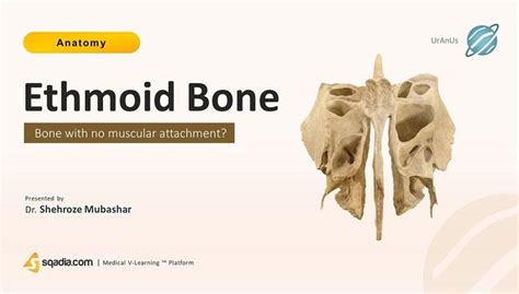 Ethmoid Bone Anatomy Exam Perpendicular Plate Of Ethmoid