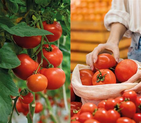 Tomatoes - Grade fruit and vegetables with high speed and consistent ...