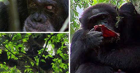 Graphic Vid Chimps Do Something Horrific To Rival Jungle Apes Daily Star