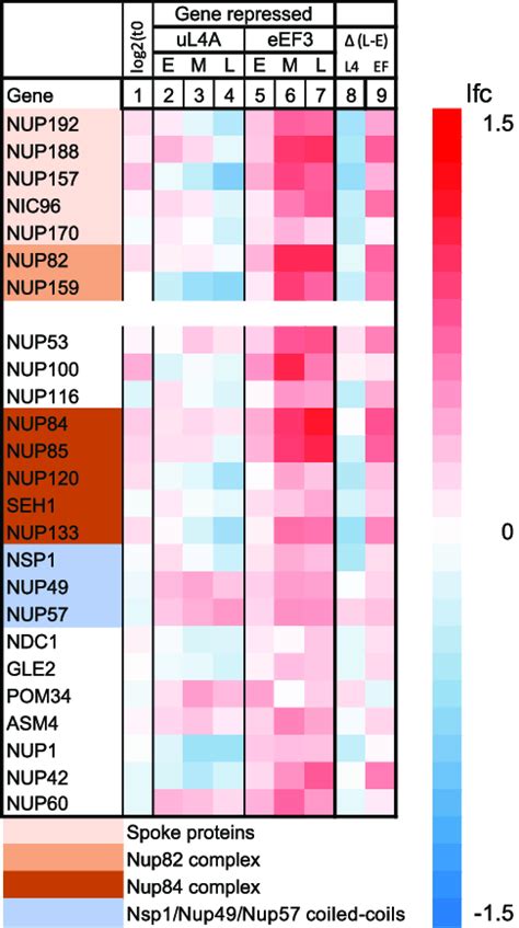 Heatmaps for genes encoding nuclear pore proteins. The columns are ...