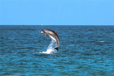 The Struggle to Save Pakistan's Indus River Dolphins: A Fragile ...