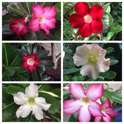 My Beautiful Desert Roses From My Garden Desert Rose Garden Rose