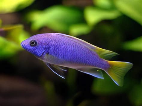 Pseudotropheus Acei Yellow Tail Malawi African Cichlid – Sims Tropical ...