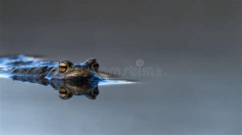 Large Common Toad European Toad Bufo Bufo Floating In The Water Stock