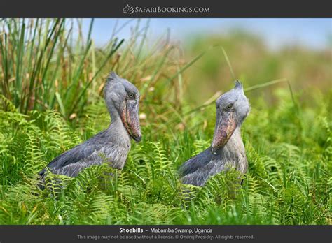 Uganda Safari 1 Day Mabamba Wetland Birding