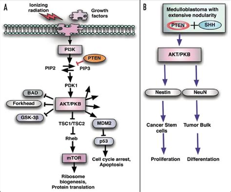 The Pi3k Akt Signal Transduction Pathway And Its Role In Formation Of