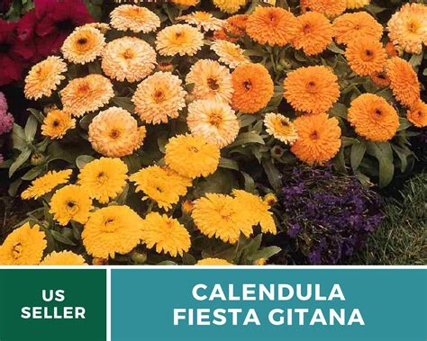 Cal Ndula Fiesta Gitana Heirloom Medicinal Flower Seeds Etsy Espa A