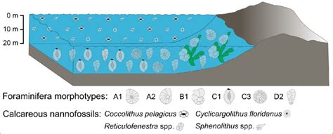 Paleoenvironmental Reconstruction Based On Benthic Foraminiferal