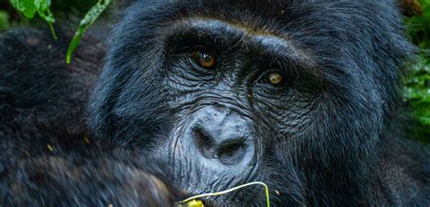 How To Book Your Gorilla Permit In Uganda And Rwanda