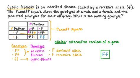 Cystic Fibrosis Punnett Square