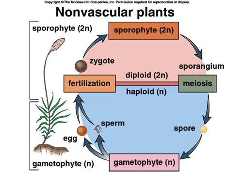 Nonvascular Plants Diagram