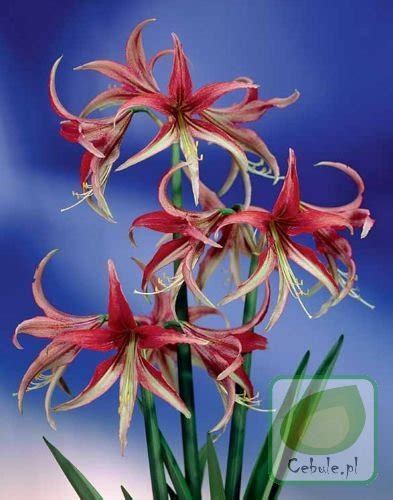 Zwartnica Hippeastrum La Paz Sklep Cebule Pl