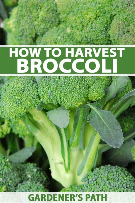 When and How to Harvest Broccoli | Gardener’s Path