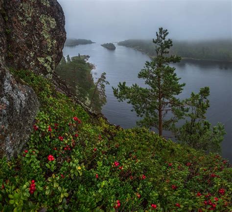 Растения Карелии - фото и картинки: 65 штук