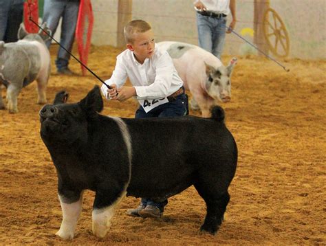 Whats A County Fair With The Livestock Show The Progress