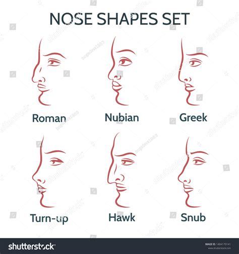 Types Of Nose Shapes