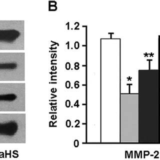 Representative Immunoblots And Densitometric Analysis Of Nrf In The