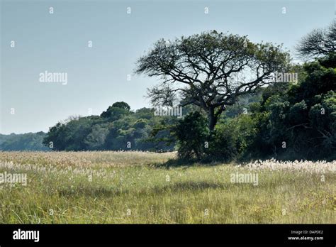 A Scene On The Edge Of A Marsh In The Maputo Special Reserve