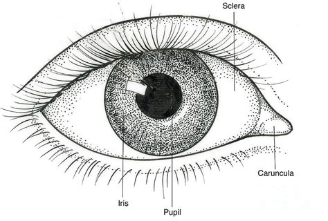 Illustration Of Human Eye Photograph by Science Source - Fine Art America