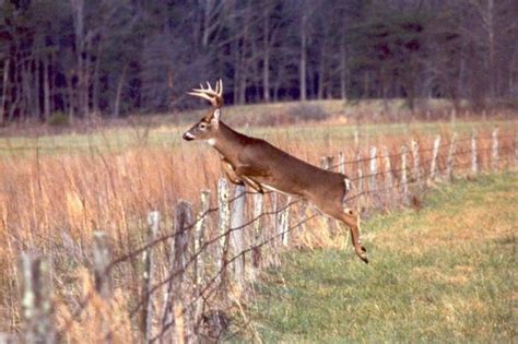 Big Whitetail Buck Wallpaper - WallpaperSafari