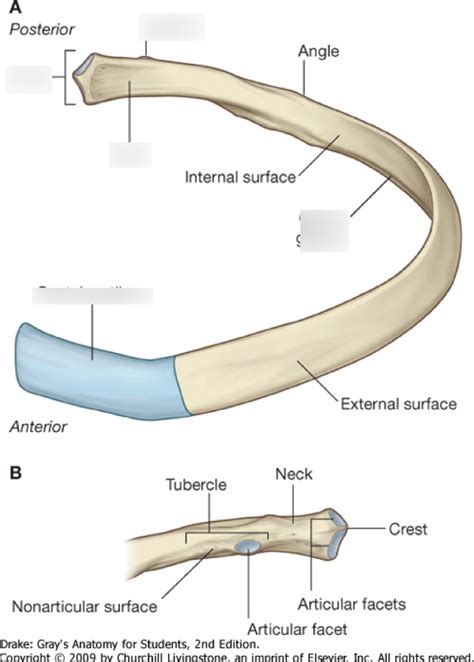 Thoracic Wall Pectoral Region And Mediastinum Intro Diagram Quizlet